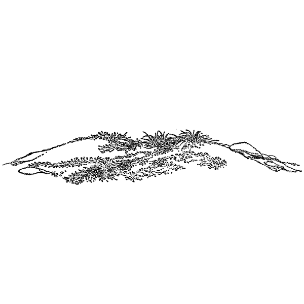 Grassy Mound 539G