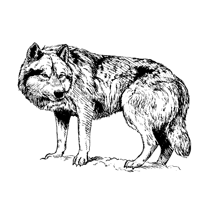 Gray Wolf 1657F