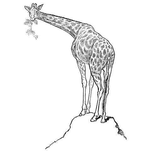 Grazing Giraffe 1540L