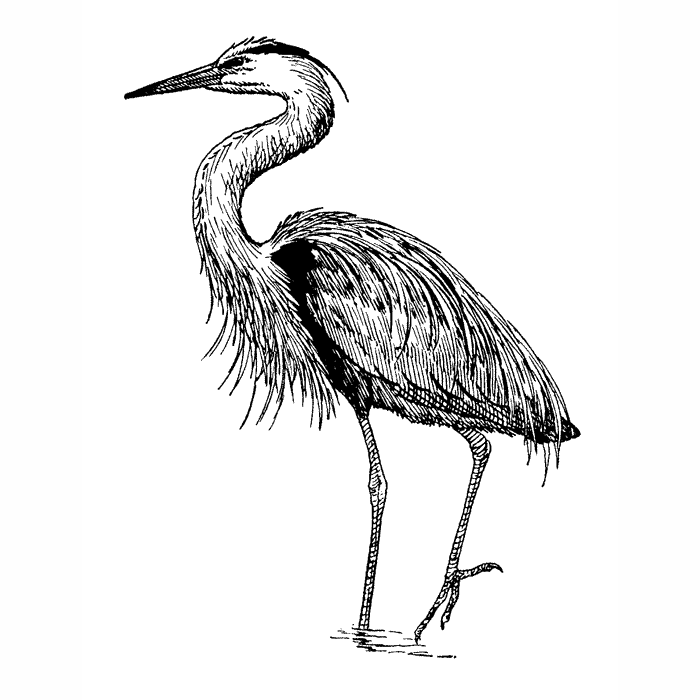 Great Blue Heron 1745I