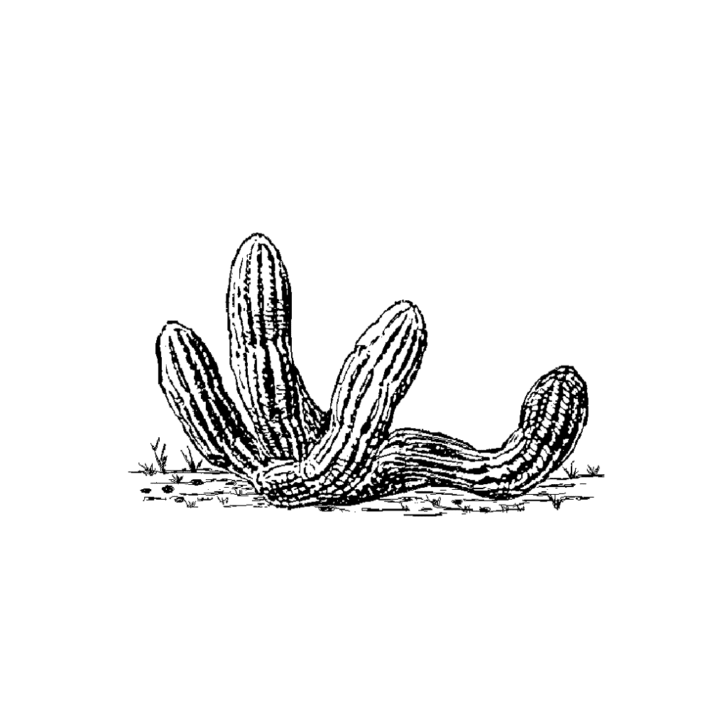 Ground Cactus 60C