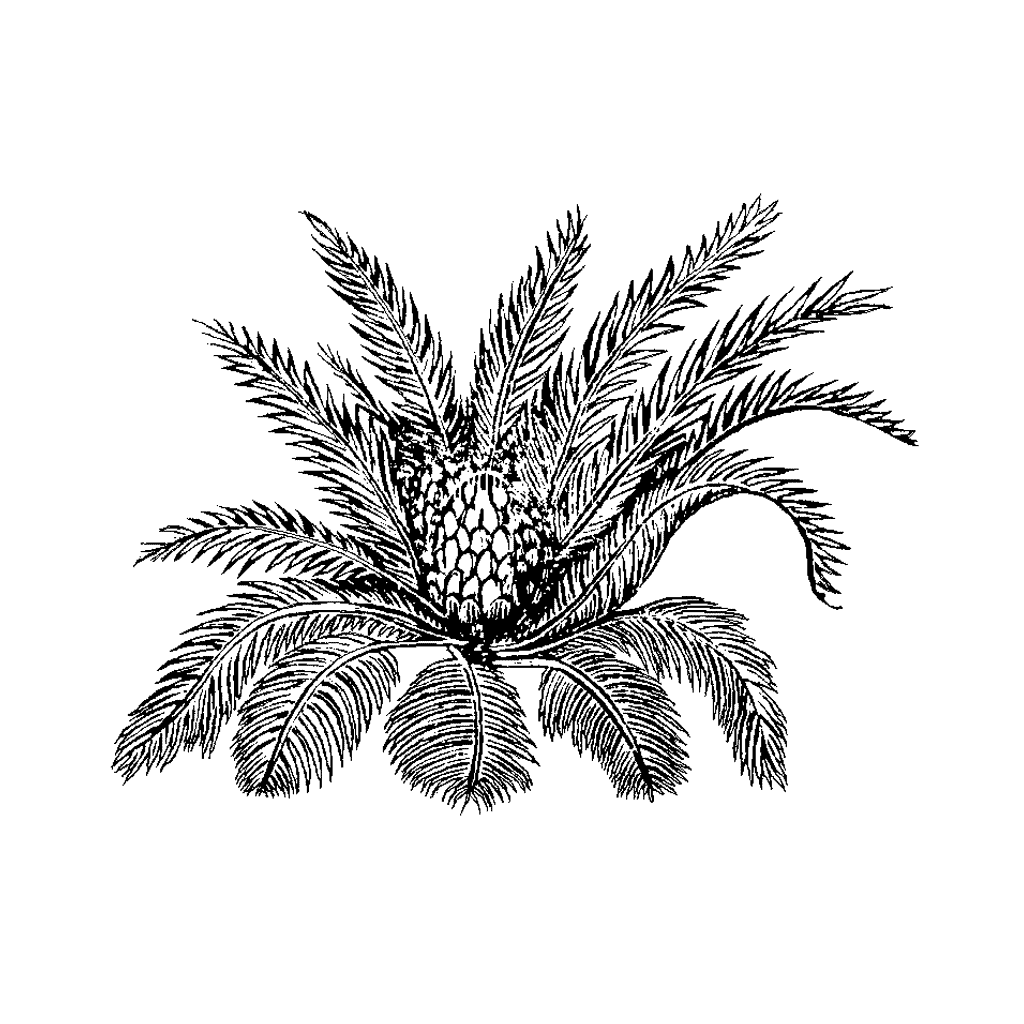Ground Fern 37F