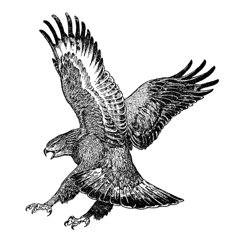 Hawk Hunting 1765I