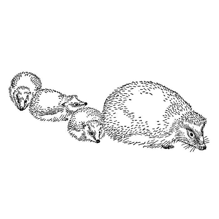Hedgehog Mom 1655E