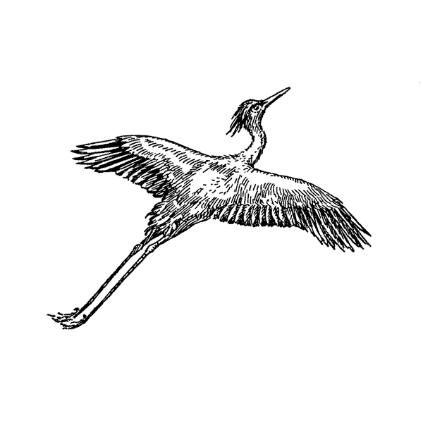 Heron Flying 1669G - Beeswax Rubber Stamps