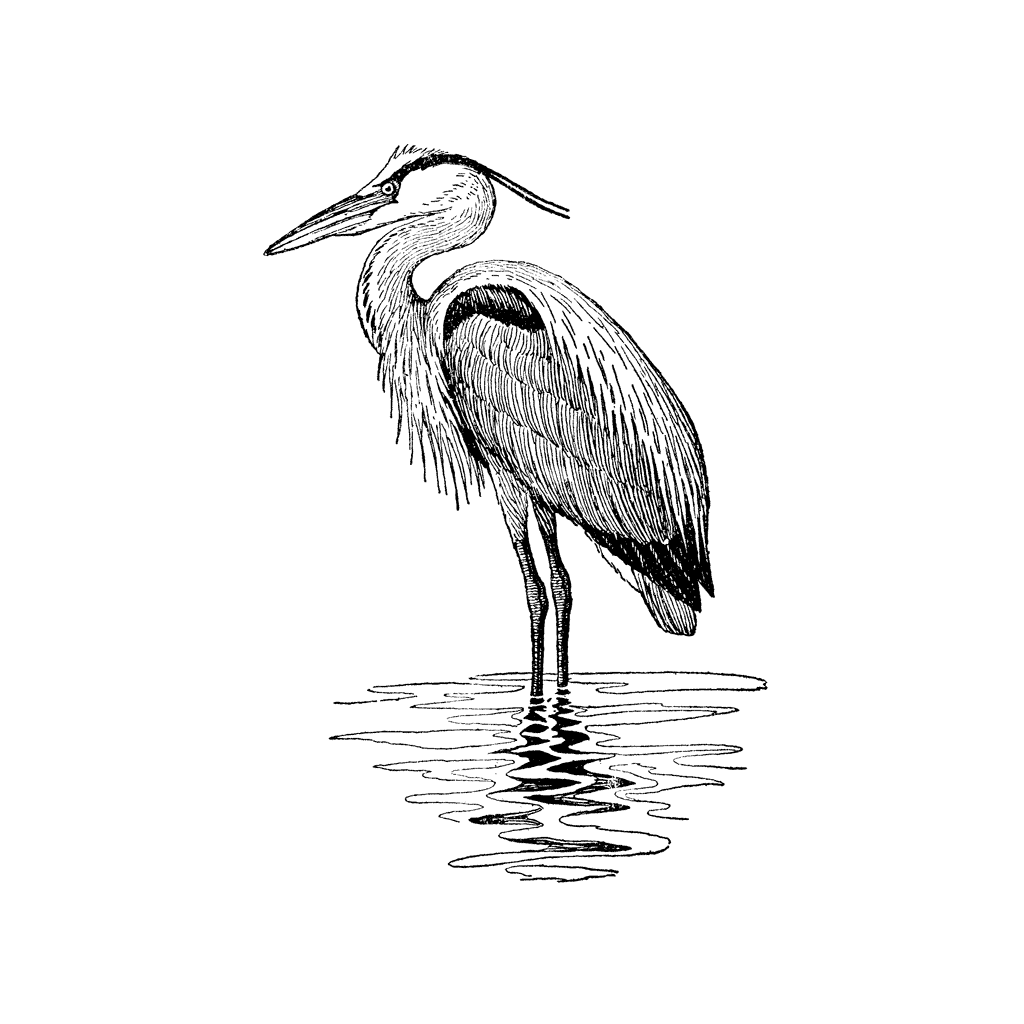 Heron in Water 1355F