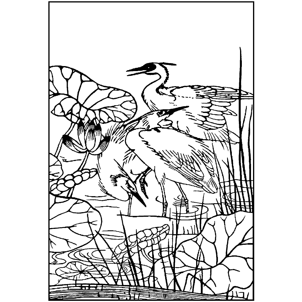 Herons in Pond 662L