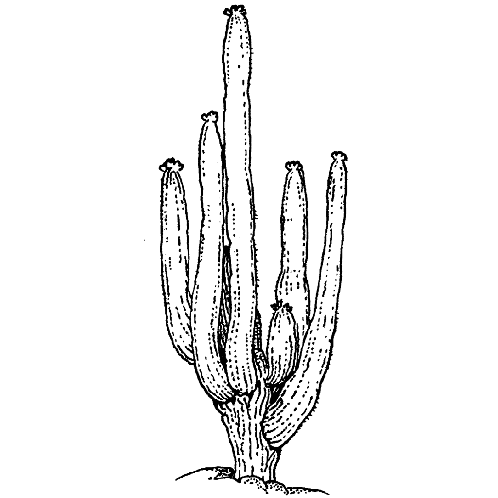 Hill Cactus 673G