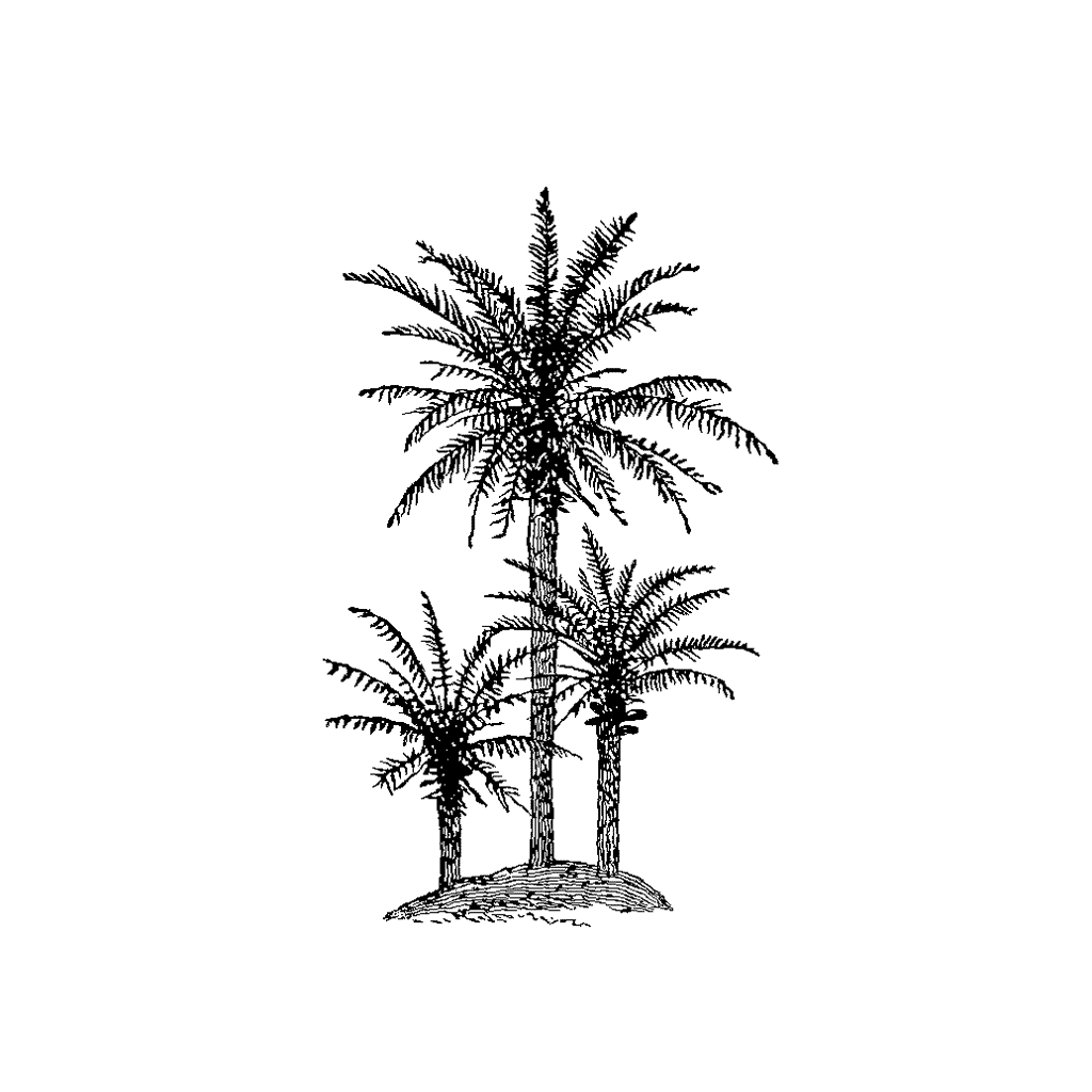 Hill Palms 221D