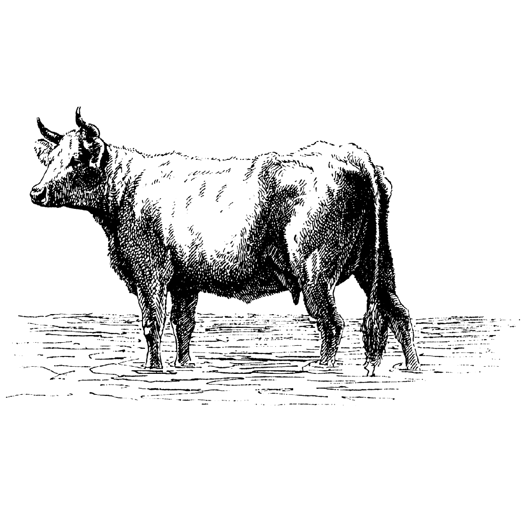 Hooves Soak 1117J
