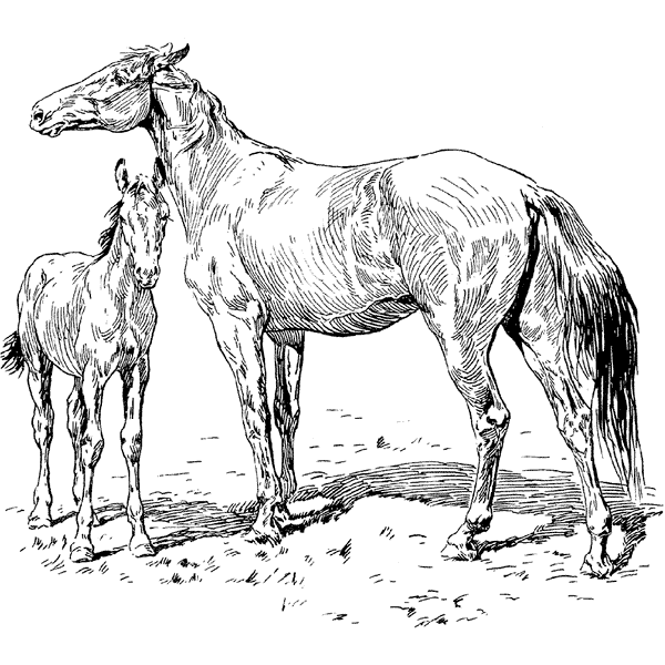 Horse & Foal 1318K