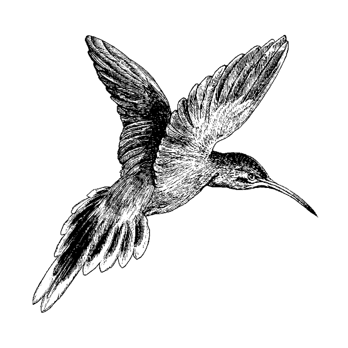 Hummingbird 1024H