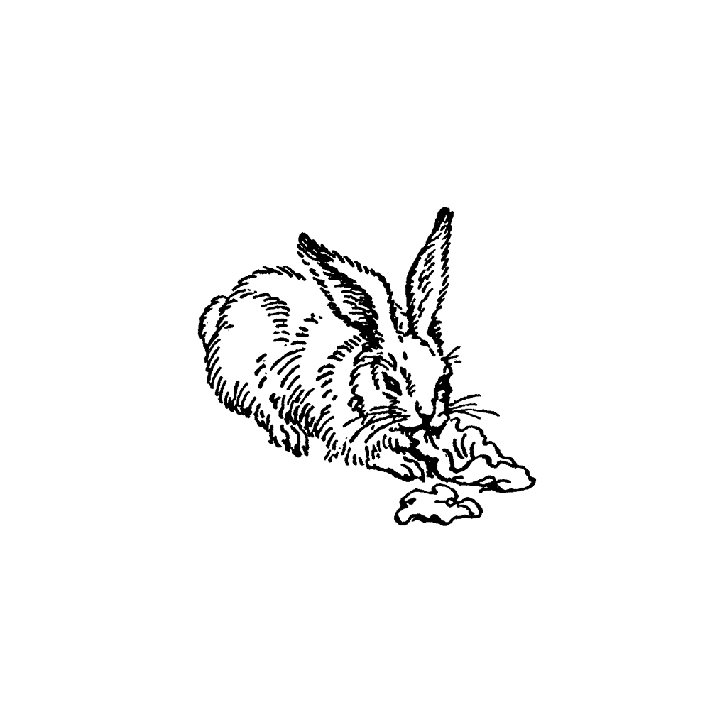 Hungry Bunny 529C