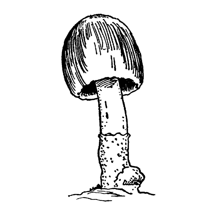 Ink Cap Mushroom 1680E