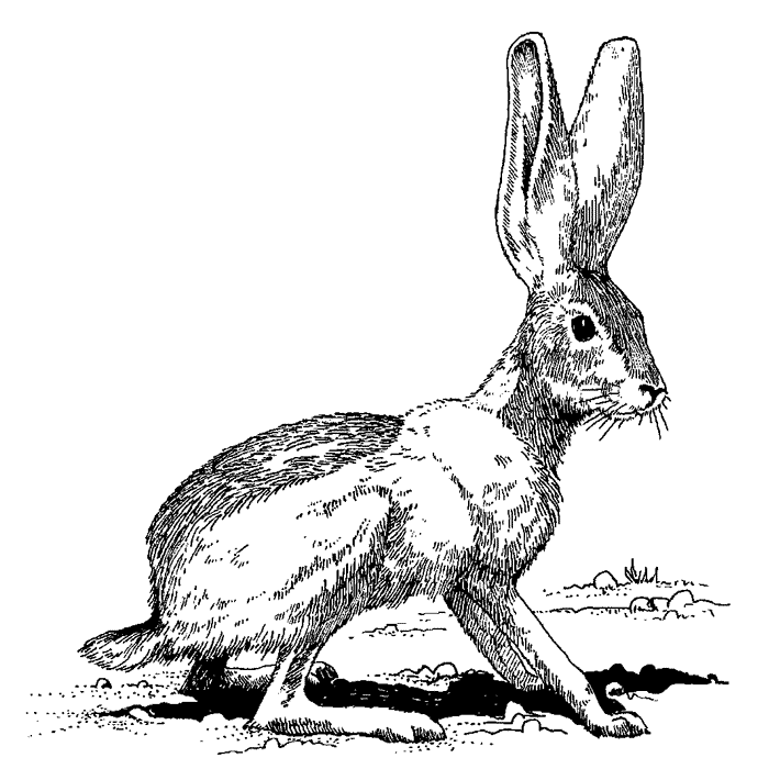Black Tailed Jackrabbit Drawing