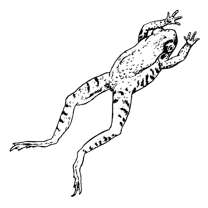 Jumping Frog 1653F