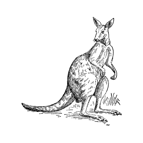 Kangaroo 878H