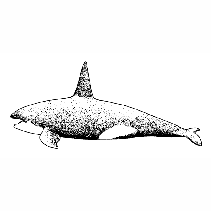 Killer Whale 1739K