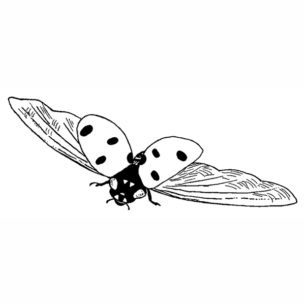 Ladybug Flying 1736E