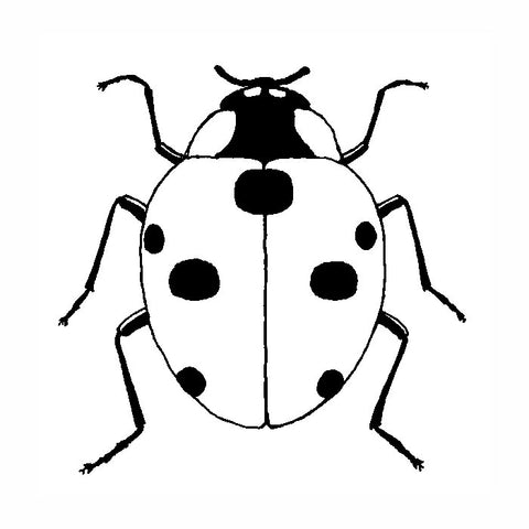 Ladybug 1737D