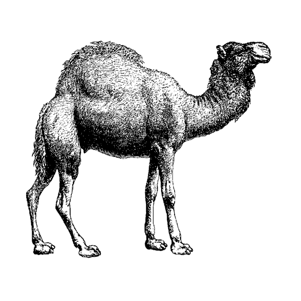 Large Camel 197H