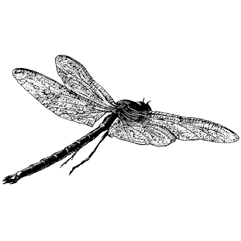 Large Flying Dragonfly 938J