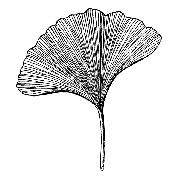 Large Ginkgo Leaf 1727J