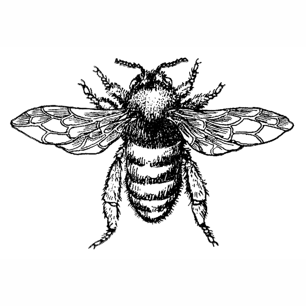 Large Honey Bee 1604G