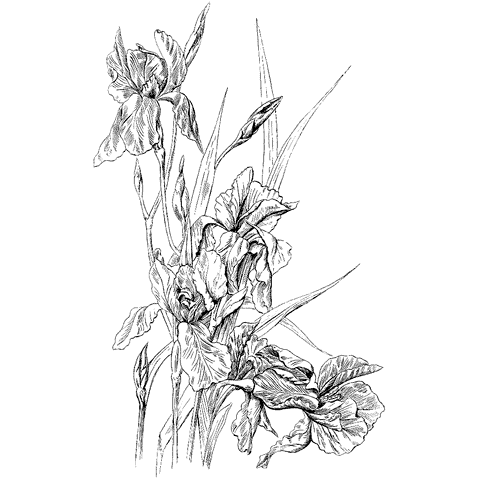 Large Iris 1326N