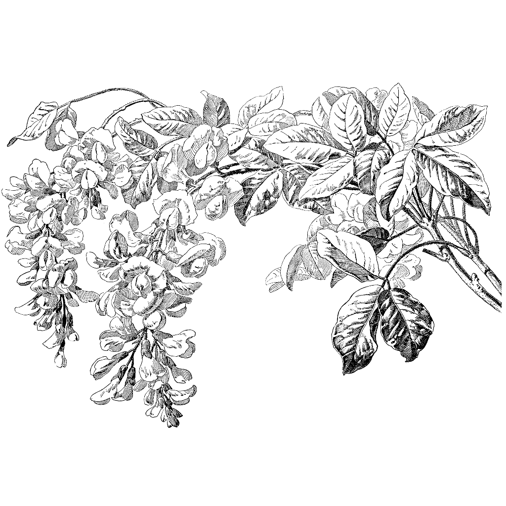 Large Laburnum 1269S