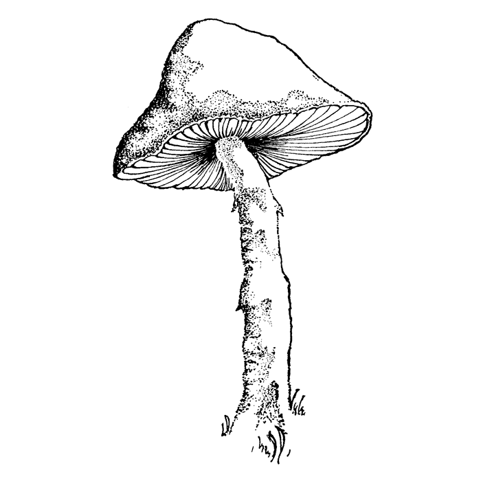 Large Mushroom 1757J