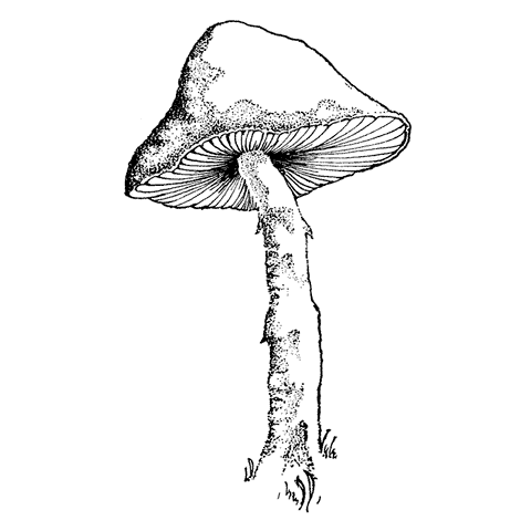 Large Mushroom 1757J