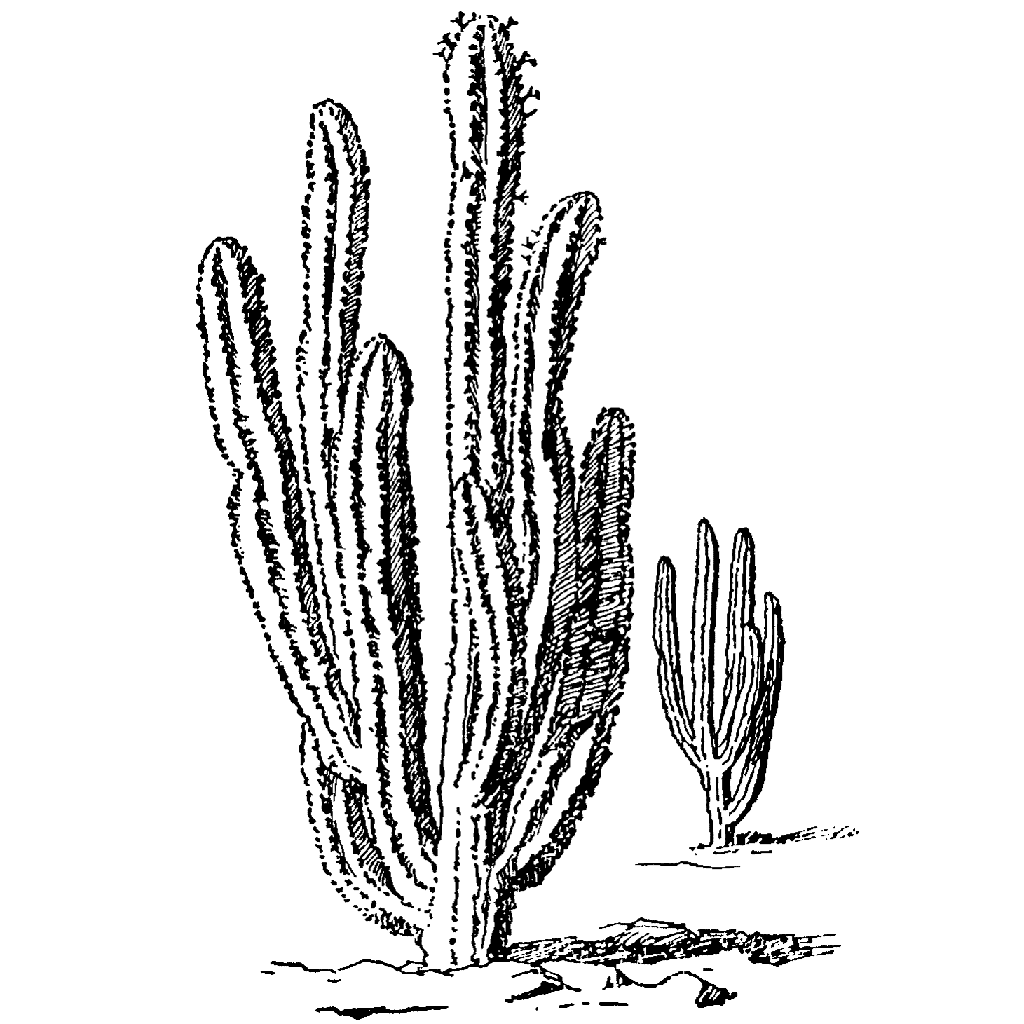 Large Cardon Cactus 225K