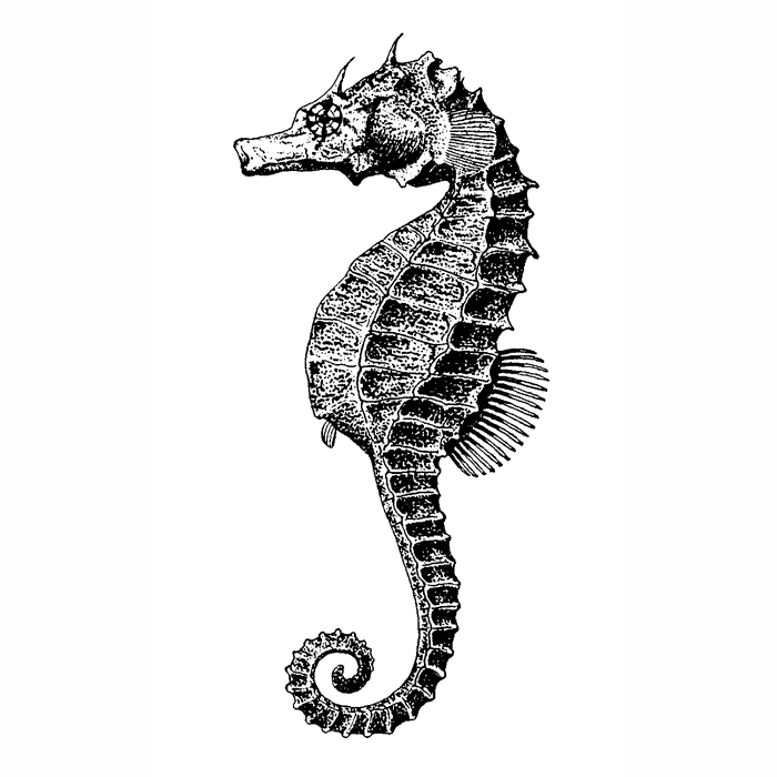 Large Seahorse 1741G