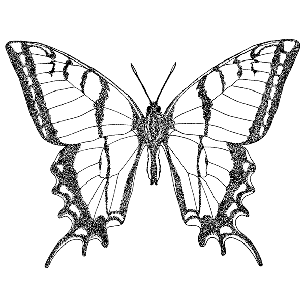 Large Swallowtail 1501K