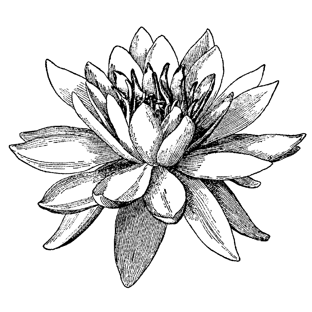 black and white water lily Large Water Lily 717M