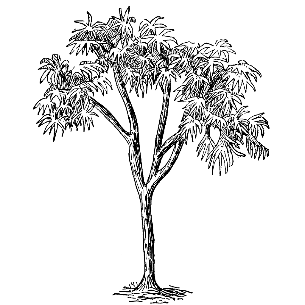rubber tree drawing easy Leafy Tree 871G
