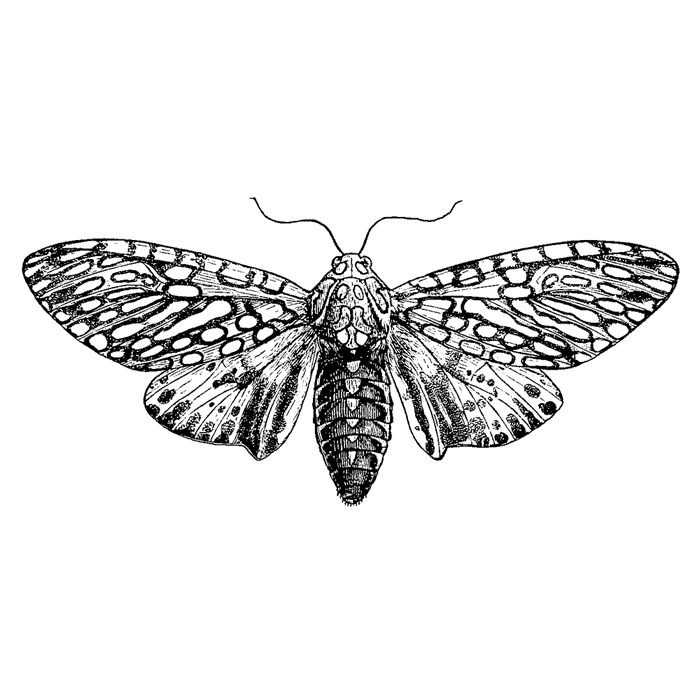 Leopard Moth 1708G