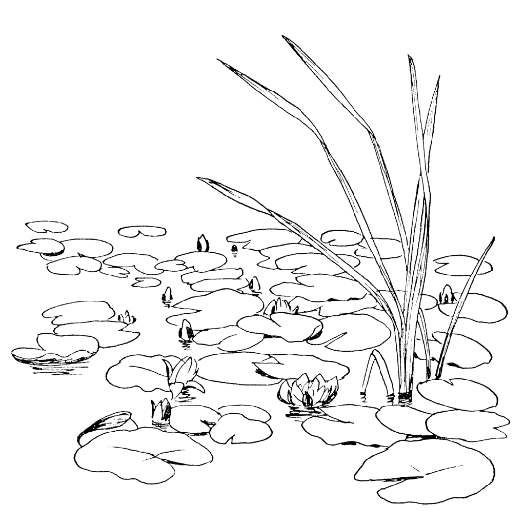 lily pad clipart black and white Lily Pads 1353J