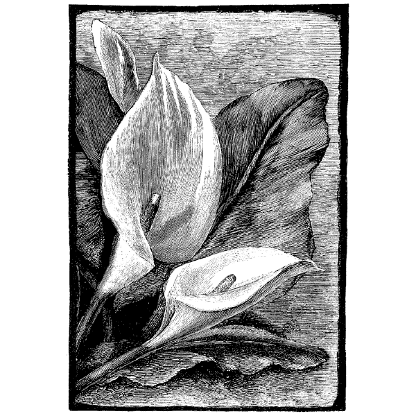 Lily Square 1084M