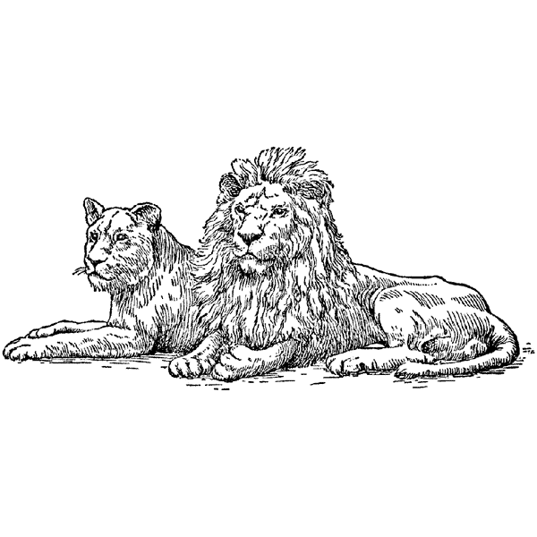 Lion & Lioness 877H