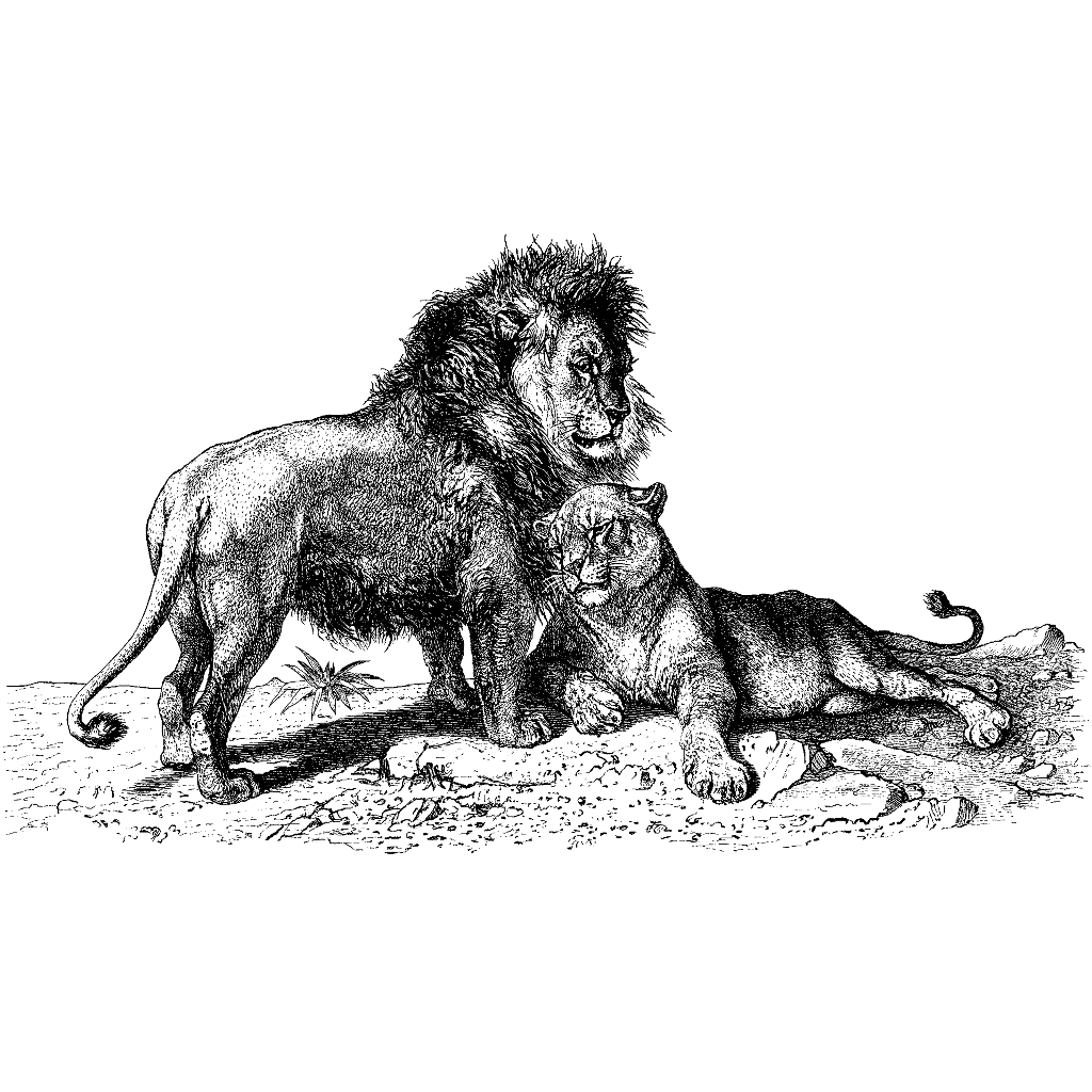 Lion Love 500R