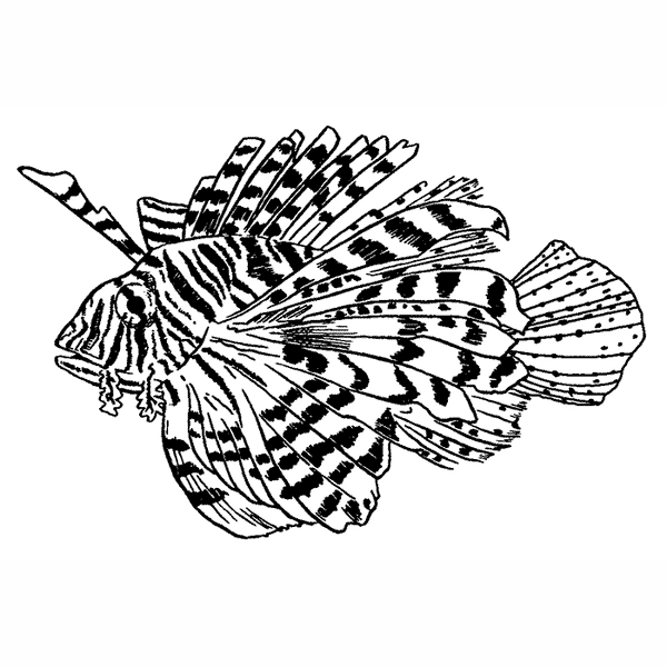 Lionfish 1625F