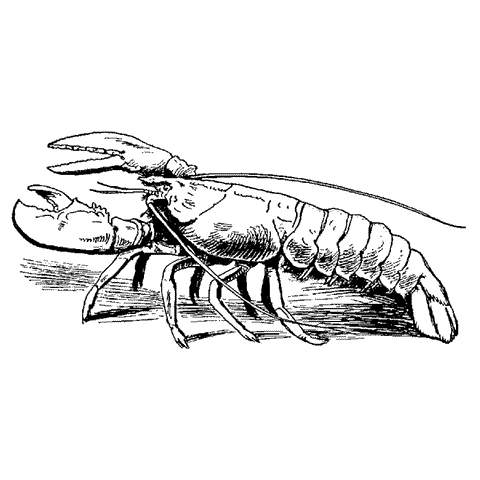 Lobster 1627E