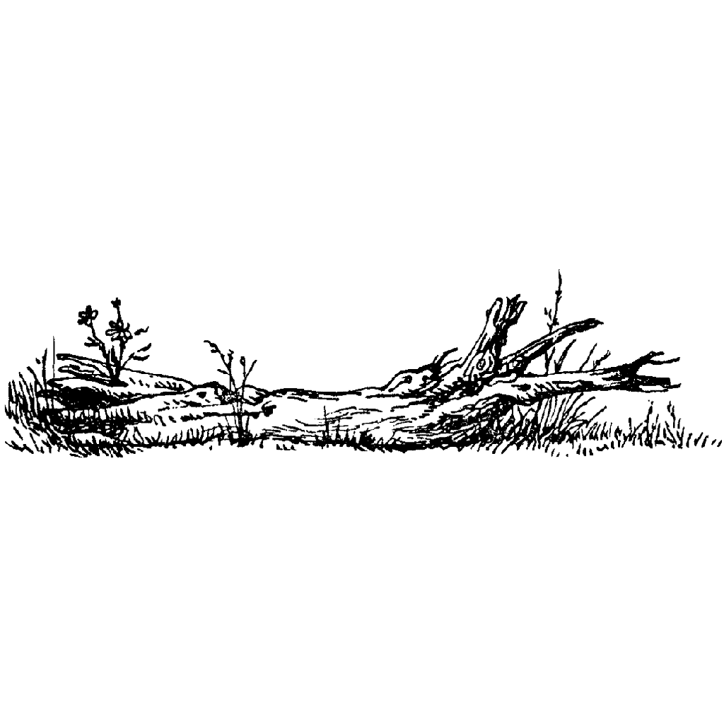 Log & Grass 63E