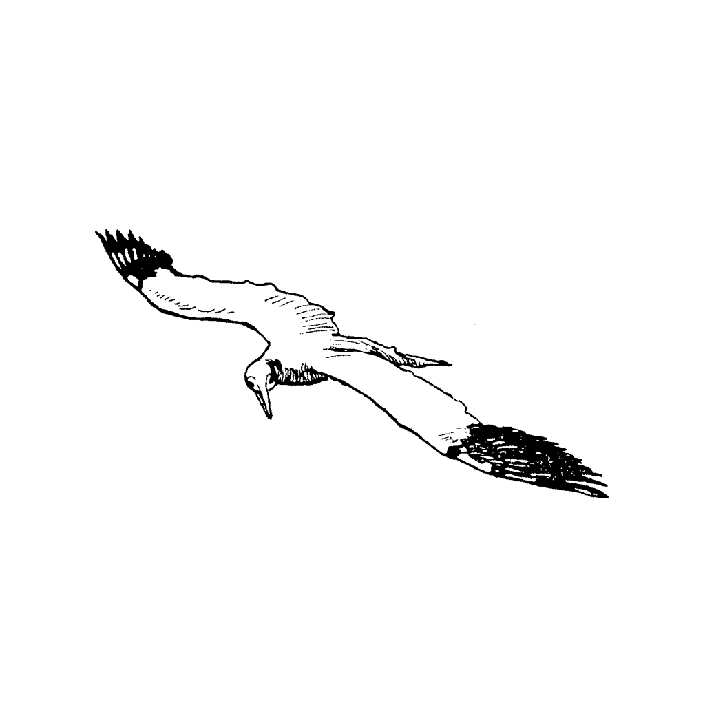 Lone Gull 565B