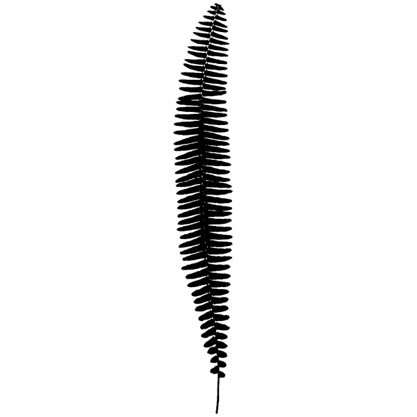 Long Fern Leaf 834K