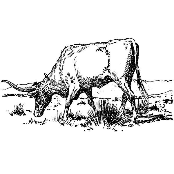 Longhorn 98H