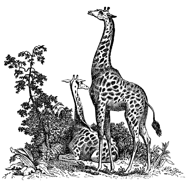 Lounging Giraffes 566N