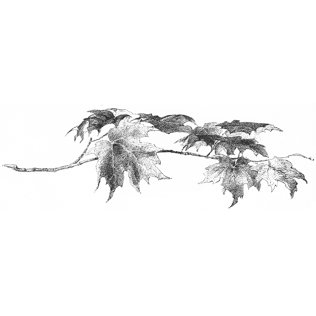 Fall Maple Sketch Stock Illustration - Download Image Now - Tree, Drawing -  Art Product, Illustration - iStock